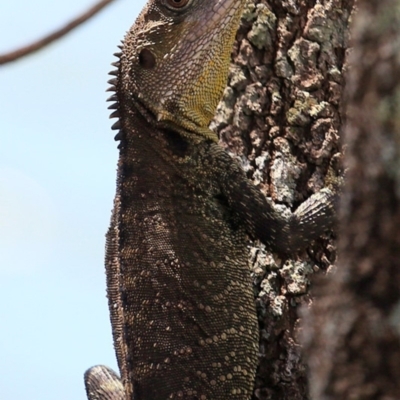 Intellagama lesueurii howittii (Gippsland Water Dragon) at Hazel Rowbotham Reserve Walking Track - 8 Nov 2016 by CharlesDove