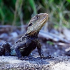 Intellagama lesueurii howittii at Hazel Rowbotham Reserve Walking Track - 9 Nov 2016