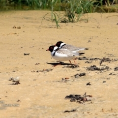 Charadrius rubricollis (Hooded Plover) at Undefined - 7 Nov 2016 by CharlesDove