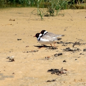 Charadrius rubricollis at suppressed - 7 Nov 2016