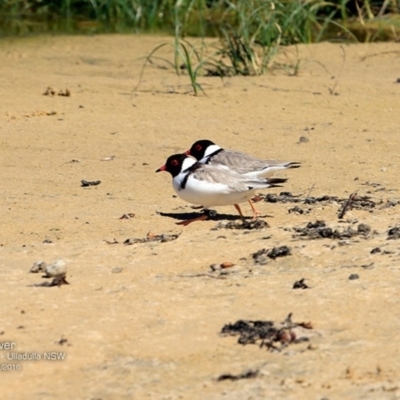 Charadrius rubricollis (Hooded Plover) at Undefined - 6 Nov 2016 by Charles Dove