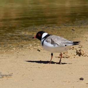 Charadrius rubricollis at suppressed - 7 Nov 2016