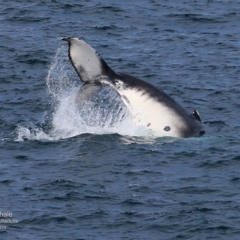 Megaptera novaeangliae (Humpback Whale) at Undefined - 9 Nov 2016 by Charles Dove