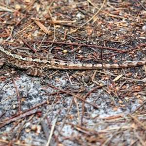 Amphibolurus muricatus at South Pacific Heathland Reserve WP03 - 8 Nov 2016