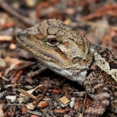 Amphibolurus muricatus at South Pacific Heathland Reserve WP03 - 8 Nov 2016