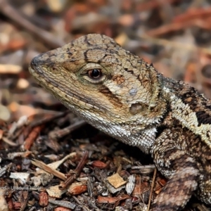 Amphibolurus muricatus at South Pacific Heathland Reserve WP03 - 8 Nov 2016 12:00 AM