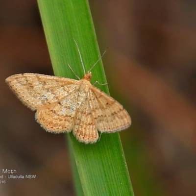 Scopula rubraria (Reddish Wave, Plantain Moth) at South Pacific Heathland Reserve - 7 Nov 2016 by Charles Dove
