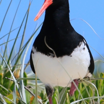 Haematopus longirostris (Australian Pied Oystercatcher) at Conjola Bushcare - 8 Nov 2016 by Charles Dove