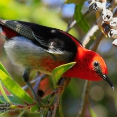 Myzomela sanguinolenta (Scarlet Honeyeater) at Hazel Rowbotham Reserve Walking Track - 7 Nov 2016 by Charles Dove