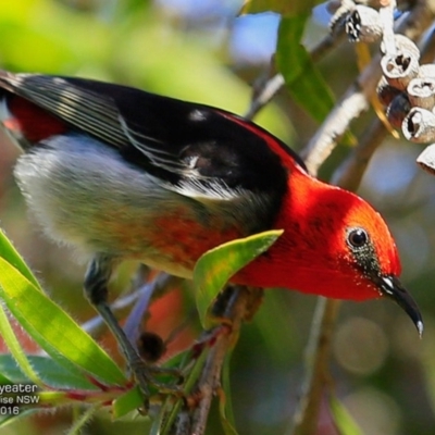 Myzomela sanguinolenta (Scarlet Honeyeater) at Hazel Rowbotham Reserve Walking Track - 8 Nov 2016 by CharlesDove
