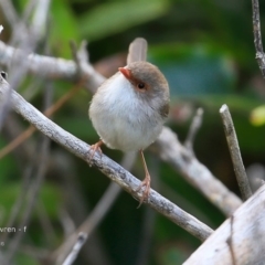 Malurus cyaneus (Superb Fairywren) at Undefined - 7 Nov 2016 by CharlesDove