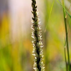 Prasophyllum elatum - 10 Nov 2016 by CharlesDove