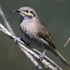 Caligavis chrysops (Yellow-faced Honeyeater) at South Pacific Heathland Reserve - 7 Nov 2016 by CharlesDove