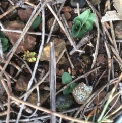 Diplodium truncatum (Little Dumpies, Brittle Greenhood) at Mount Majura - 6 Jun 2018 by petersan