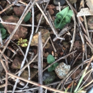 Diplodium truncatum at Canberra Central, ACT - 6 Jun 2018