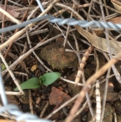 Diplodium truncatum at Canberra Central, ACT - 6 Jun 2018