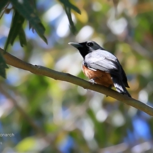 Monarcha melanopsis at Yatteyattah Nature Reserve - 4 Nov 2016