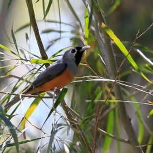 Monarcha melanopsis at Yatteyattah Nature Reserve - 4 Nov 2016