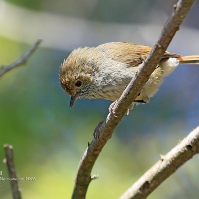 Acanthiza pusilla (Brown Thornbill) at Garrads Reserve Narrawallee - 31 Oct 2016 by Charles Dove