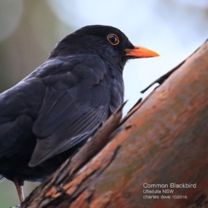 Turdus merula at Ulladulla - Millards Creek - 2 Nov 2016 12:00 AM