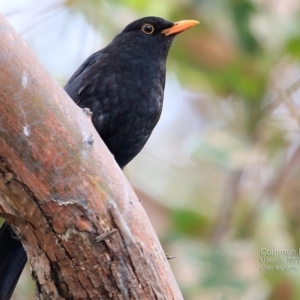 Turdus merula at Ulladulla - Millards Creek - 2 Nov 2016