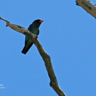 Eurystomus orientalis (Dollarbird) at Undefined - 4 Nov 2016 by CharlesDove