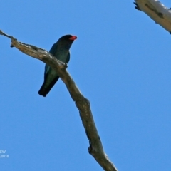 Eurystomus orientalis (Dollarbird) at Undefined - 3 Nov 2016 by Charles Dove