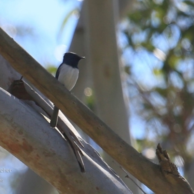 Myiagra rubecula (Leaden Flycatcher) at Undefined - 4 Nov 2016 by CharlesDove