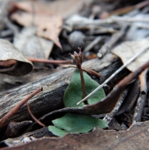 Acianthus collinus at Aranda, ACT - suppressed