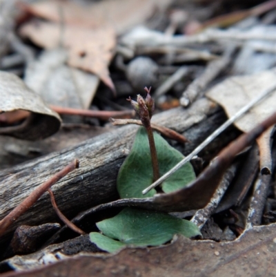 Acianthus collinus (Inland Mosquito Orchid) at Aranda Bushland - 10 Jun 2018 by CathB