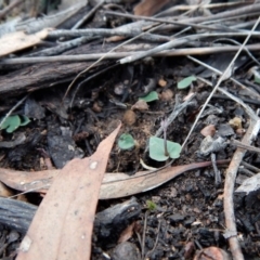 Acianthus collinus at Aranda, ACT - 10 Jun 2018