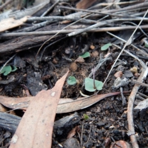 Acianthus collinus at Aranda, ACT - suppressed