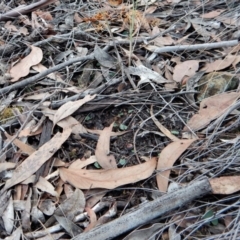 Acianthus collinus at Aranda, ACT - suppressed