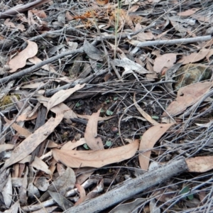 Acianthus collinus at Aranda, ACT - 10 Jun 2018