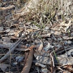 Lyperanthus suaveolens (Brown Beaks) at Aranda Bushland - 10 Jun 2018 by CathB