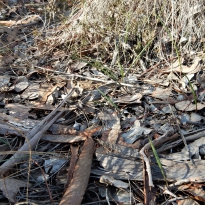 Lyperanthus suaveolens (Brown Beaks) at Aranda, ACT - 10 Jun 2018 by CathB