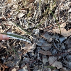 Lyperanthus suaveolens at Aranda, ACT - 10 Jun 2018