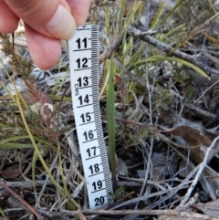 Lyperanthus suaveolens at Aranda, ACT - 10 Jun 2018