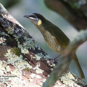 Meliphaga lewinii at Yatteyattah Nature Reserve - 4 Nov 2016 12:00 AM