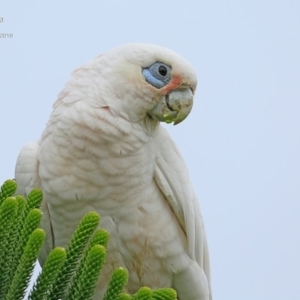 Cacatua sanguinea at undefined - 2 Nov 2016