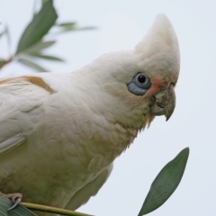 Cacatua sanguinea at undefined - 2 Nov 2016