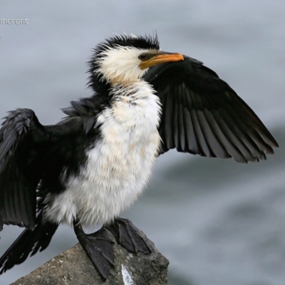 Microcarbo melanoleucos (Little Pied Cormorant) at Undefined - 1 Nov 2016 by Charles Dove