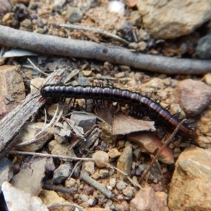 Paradoxosomatidae sp. (family) at Belconnen, ACT - 6 Jun 2018