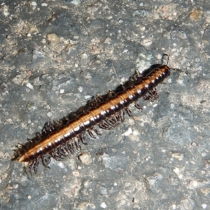 Paradoxosomatidae sp. (family) at Belconnen, ACT - 6 Jun 2018