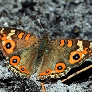 Junonia villida at Narrawallee Foreshore and Reserves Bushcare Group - 5 Nov 2016 12:00 AM