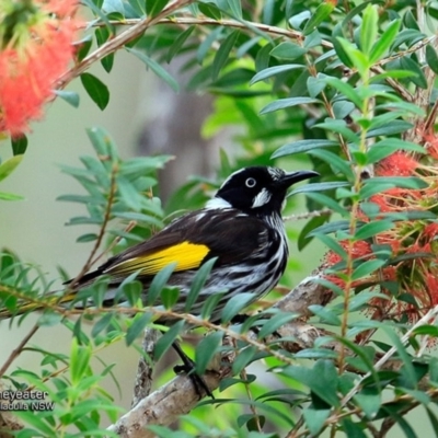 Phylidonyris novaehollandiae (New Holland Honeyeater) at One Track For All - 31 Oct 2016 by Charles Dove