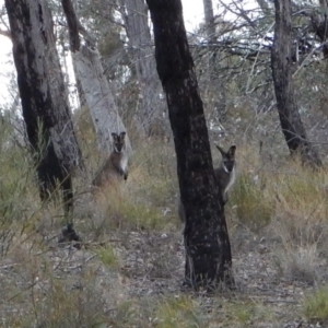 Notamacropus rufogriseus at Belconnen, ACT - 6 Jun 2018 04:30 PM