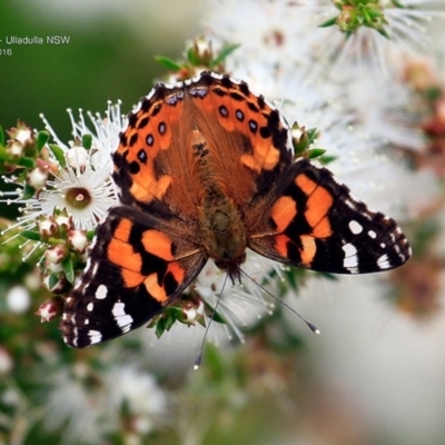 Vanessa kershawi (Australian Painted Lady) at Ulladulla Reserves Bushcare - 1 Nov 2016 by CharlesDove