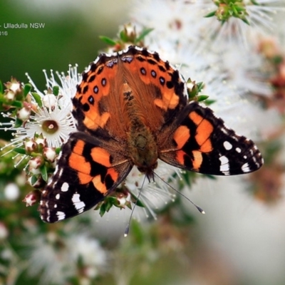 Vanessa kershawi (Australian Painted Lady) at Ulladulla Reserves Bushcare - 31 Oct 2016 by Charles Dove