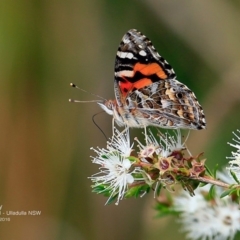 Vanessa kershawi at Ulladulla Reserves Bushcare - 1 Nov 2016 12:00 AM